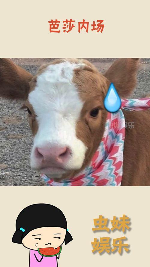 娱乐吃瓜酱减肥